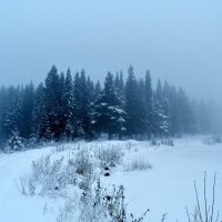 Лес в морозном тумане :: Yury Kuzmič