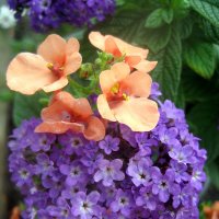 Diascia & Heliotrope :: laana laadas