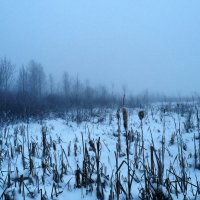Мороз, туман, болото... :: Yury Kuzmič