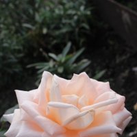 роза :: динара 