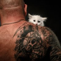 История одного котенка :: Алексей Фадеев