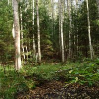 Осенний лес :: Светлана из Провинции