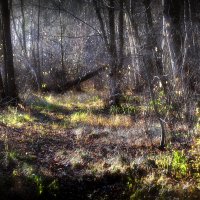 В лесу на закате...4 :: Андрей Войцехов
