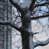 Зима в городе :: Ирина Василенко