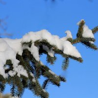 снег на ветвях :: Marusiya БОНДАРЕНКО