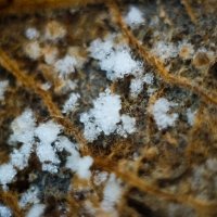 первый снег на дубовом листе :: Олька Никулочкина