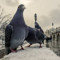 В полный рост :: Алексей Окунеев