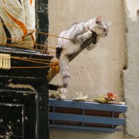 Maltese cat :: Юлия 