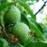Яблоки после дождя :: Олеся Енина