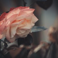 Розы – это навсегда :: Оксана Летняя