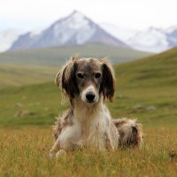 Тайган - Кыргызская борзая собака :: Марат Данилов