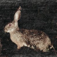 Кролик - он и в Африке кролик (на самом деле, кустарниковый заяц) :: Alexei Kopeliovich