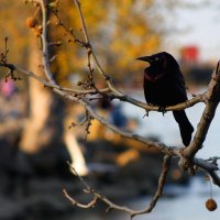 Bird :: Павел Байдалов