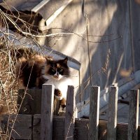 Кот, живущий на улице Фастовская :: Виктория ЖиВи