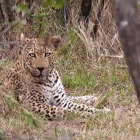 Десятилетний леопард по имени Мвула :: Alexei Kopeliovich