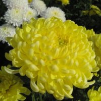 желтые хризантемы :: Valentina Lujbimova [lotos 5]