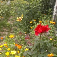 мой сад :: Альпинина 
