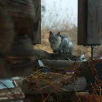 Кот в "рамке" :: Лариса Вертахова