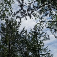 Небо в лесу :: Владимир Виноградов