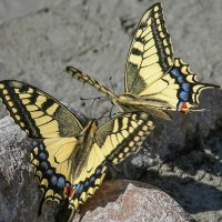 Бабочки :: Андрей Климов