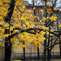 Падают листья осеннего сада.... :: Татьяна Тимохина