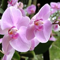 Орхидея :: Елена Шемякина