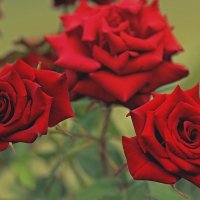 Розы для Нины северянки от меня :) :: Alisa S.