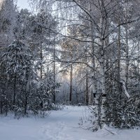 Зима :: Марина Алгаева