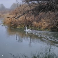 гуси на прогулке по реке :: Николай Черонов