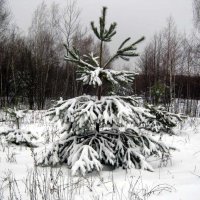 Зима в лесу_0002 :: kuvist 