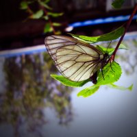 Бабочка :: Виктория Саванова