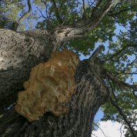 Древесный гриб (из жизни деревьев) :: Сергей Глотов