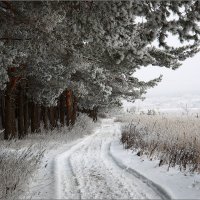Перемышльский лес,зимняя сказка... :: Сергей Величко