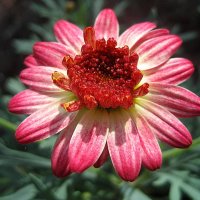 Argyranthemum :: laana laadas