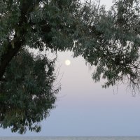 Луна в обрамлении :: Нелли Денисова