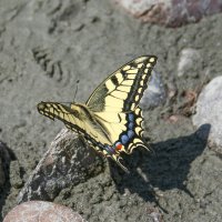 Бабочка :: Андрей Климов