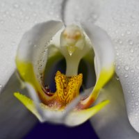 орхидея :: ганичев алексей 