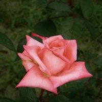 Розовая роза... :: *MIRA* **