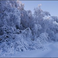 Зимний лес :: Надежда Лаврова