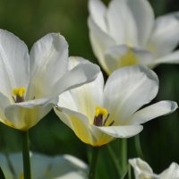 Белые тюльпаны :: Ольга Оглоблина