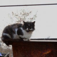 Уличный кот :: Сергей Касимов