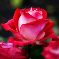 Розовая роза! :: Катерина Фролова