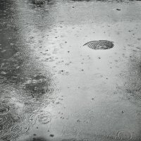 дождь :: шамиль нурахметов