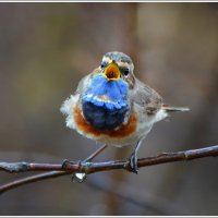 Варакушка распевает..) :: Tanya S