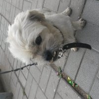 Собакам тоже надо чистить зубы! :: Татьяна Островская