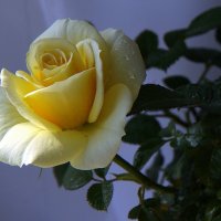 Моя роза :: Natali K