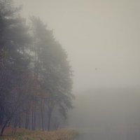 Ворона в тумане:) :: Олег Лопухов