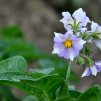 цветет картошка в огороде :: Богдан Вовк