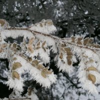 Неслышно в городе моём уходит Осень.... :: Алёна Савина