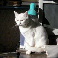 белая кошка и зелёная лампа :: Александр Корнелюк